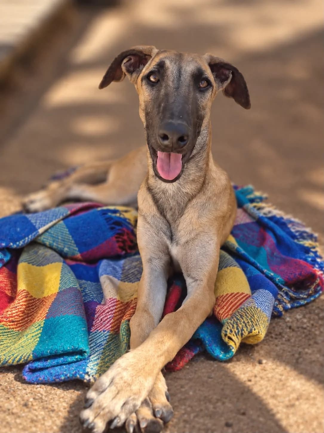 The K Puppies, female puppy Greyhound for adoption at APASA Xabia, Xabia