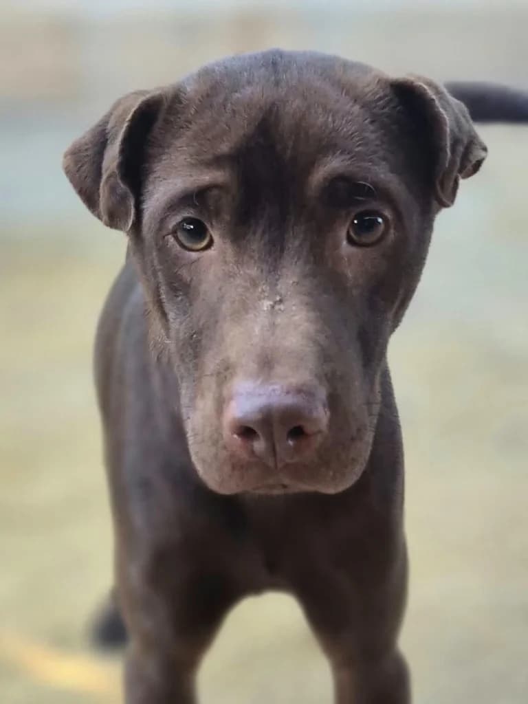 Theo, Chocolate male young Mixed Breed for adoption at APASA Xabia, Xabia
