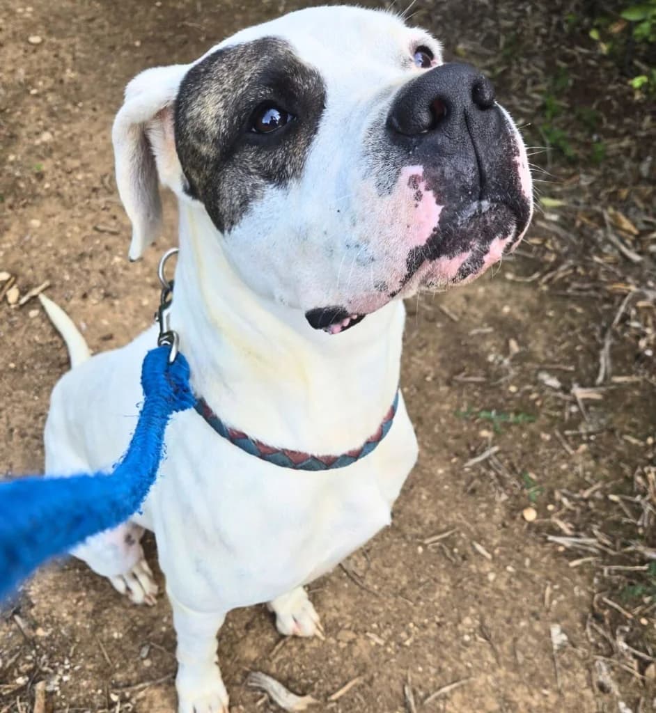 Thor, Blanco y atigrado male 5yo Dogo Argentino for adoption at APASA Xabia, Xabia