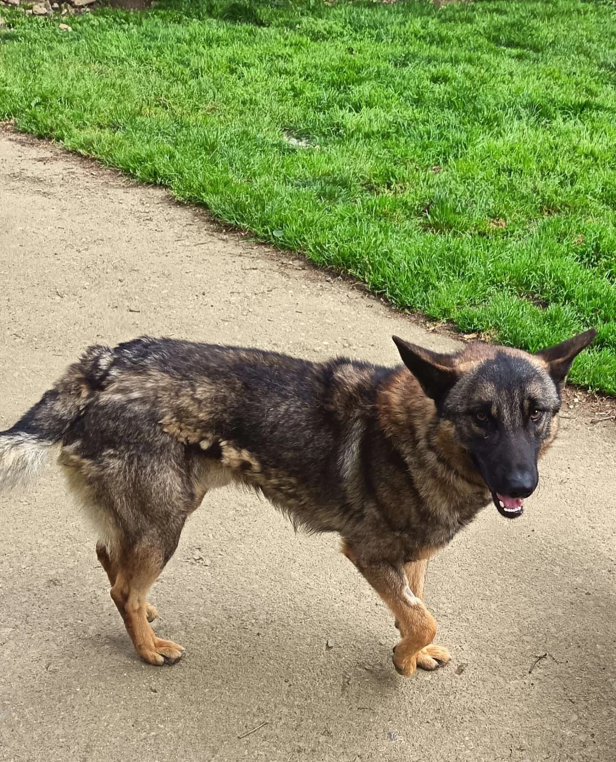 Likai, male young mixed breed for adoption at APA SOS Bilbao, Bilbao
