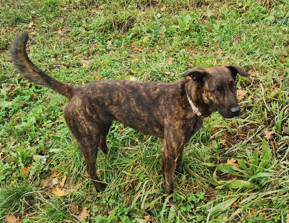 Ubbi, female 4yo Belgian Malinois for adoption at APA SOS Bilbao, Bilbao