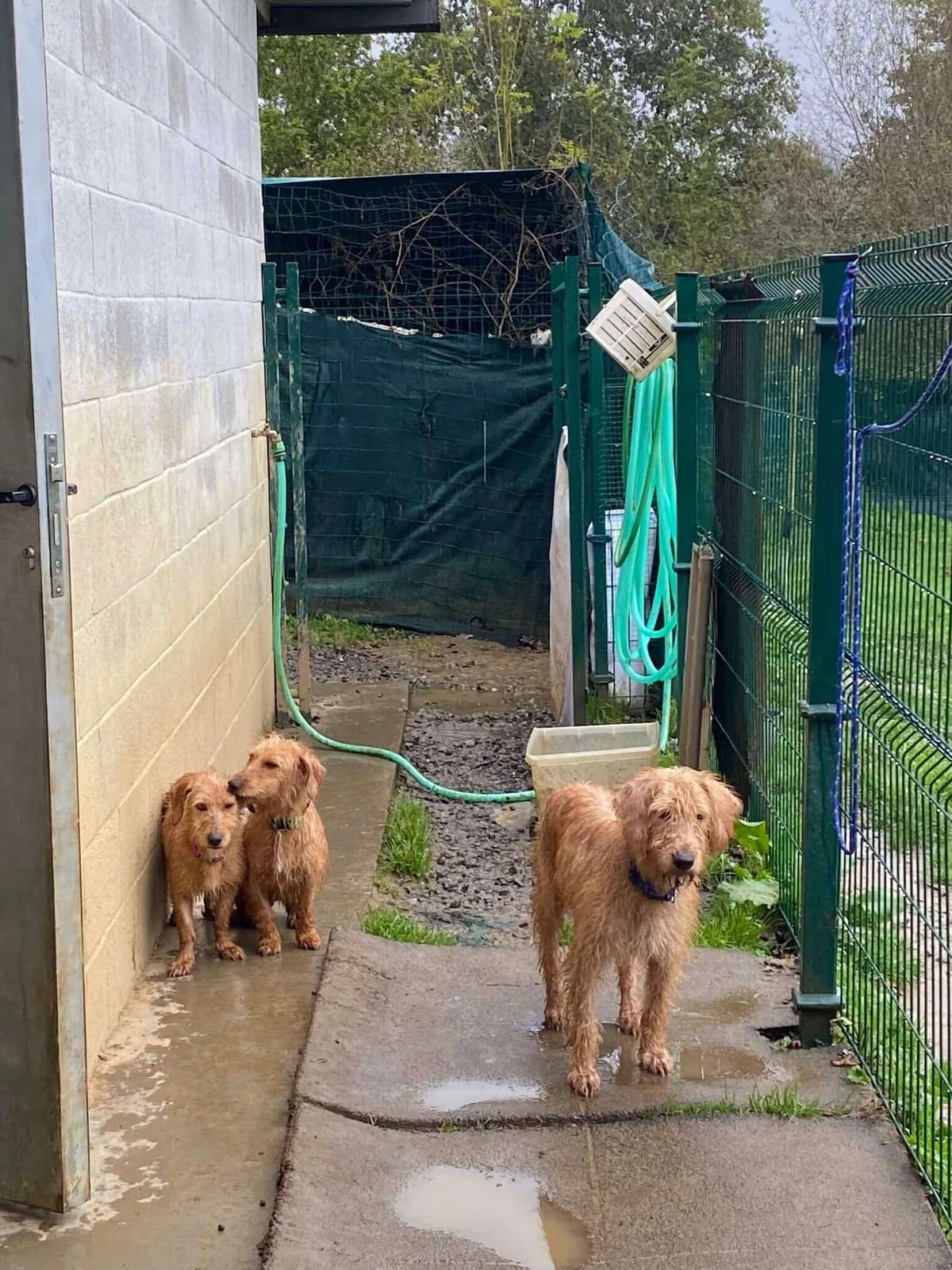 Wari, Surya (No disponibles aún), female young Brittany Spaniel for adoption at APA SOS Bilbao, Bilbao