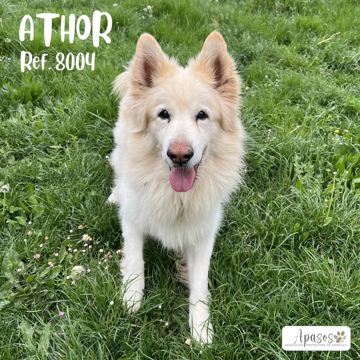 Athor, male Mixed Breed for adoption at Apasos Vitoria