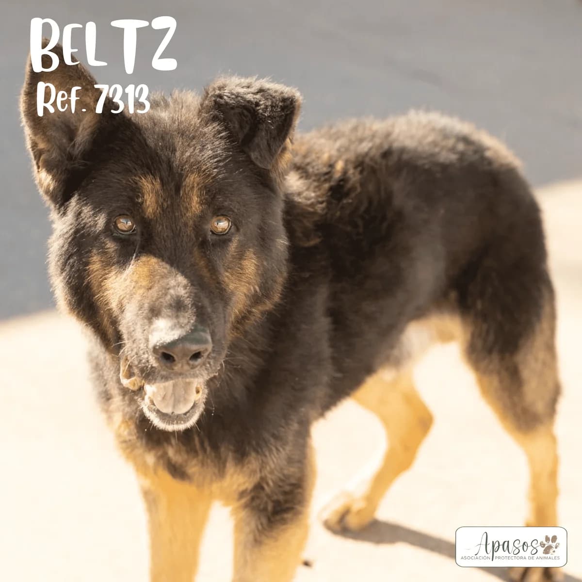 Beltz, male senior German Shepherd for adoption at Apasos Vitoria