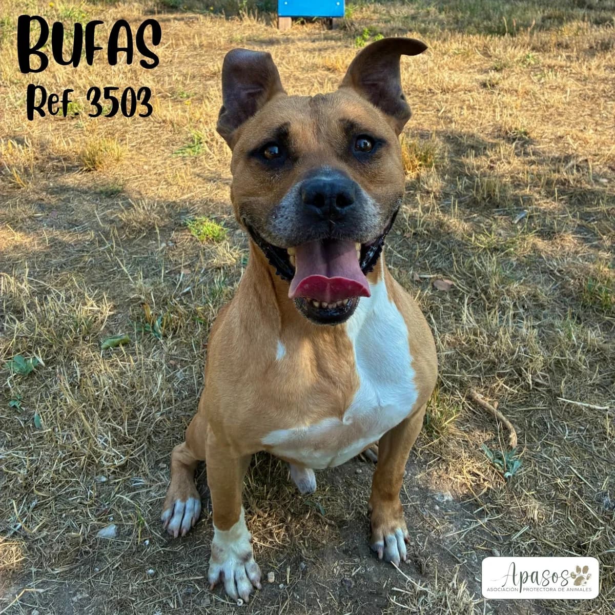 Bufas, male senior American Staffordshire Terrier for adoption at Apasos Vitoria