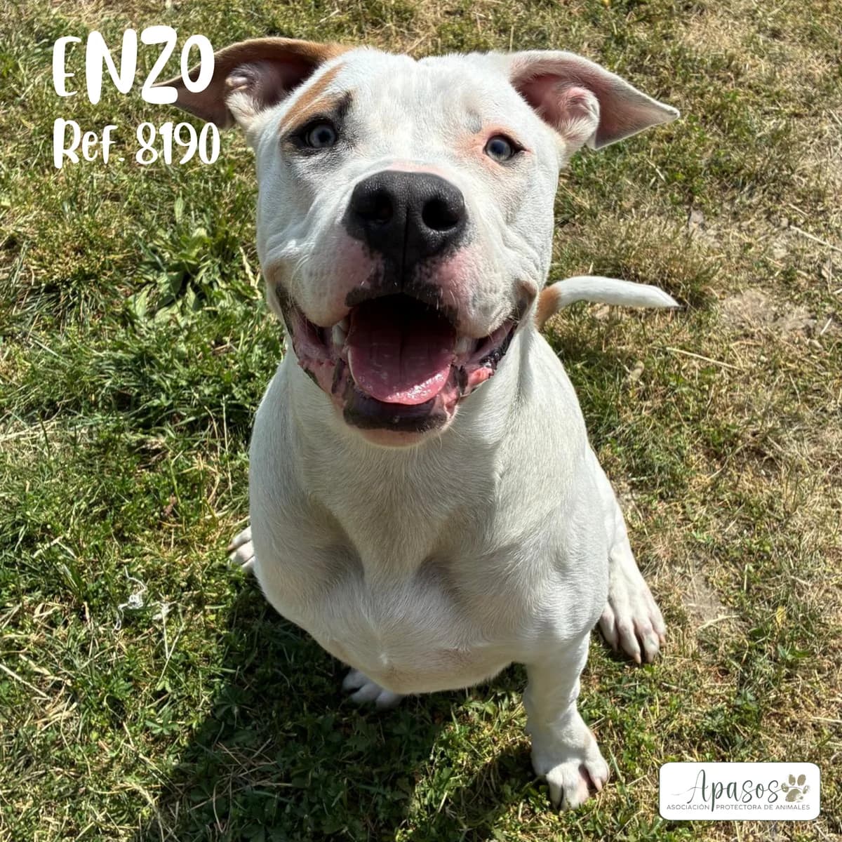 Enzo, male American Staffordshire Terrier for adoption at Apasos Vitoria