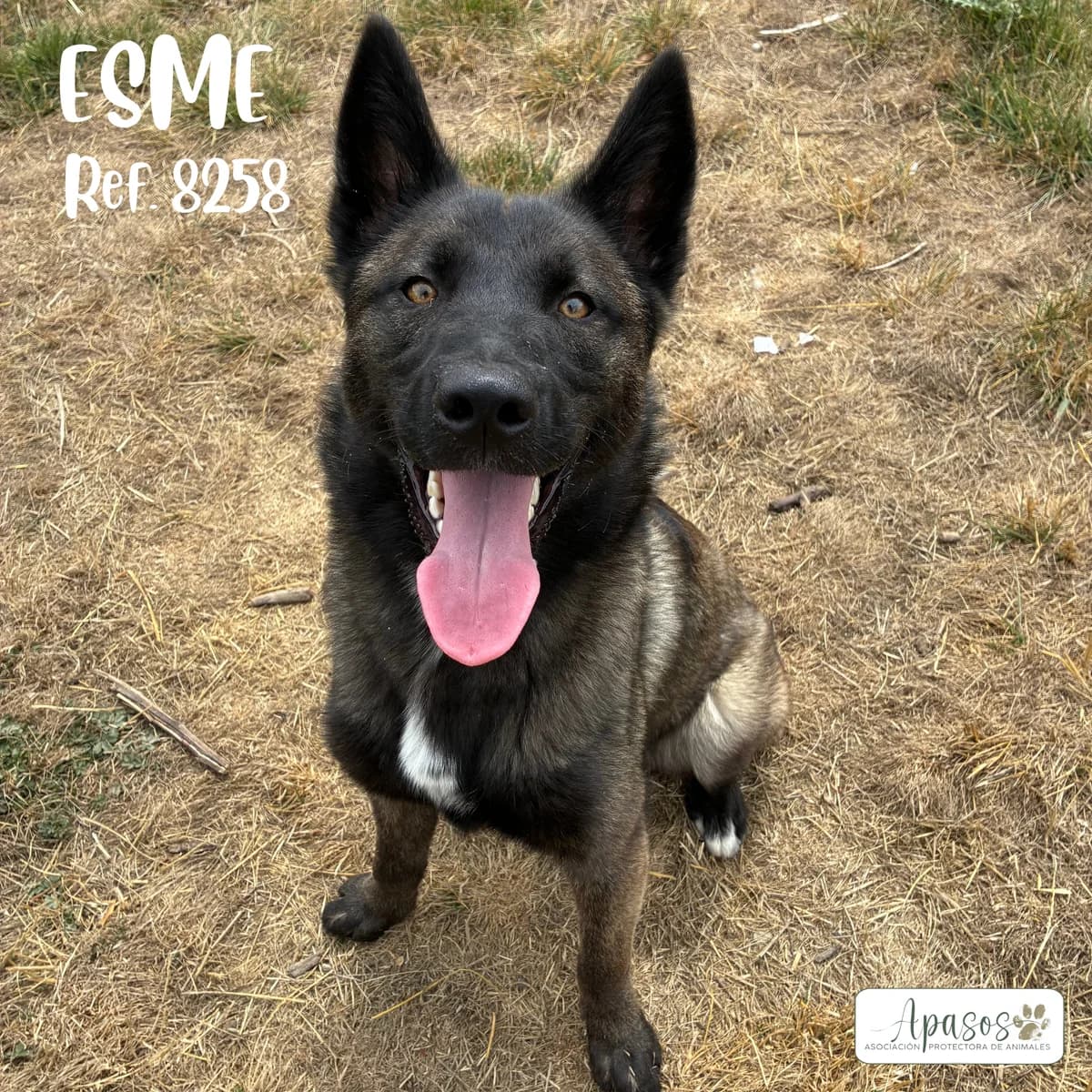 Esme, female Belgian Malinois for adoption at Apasos Vitoria