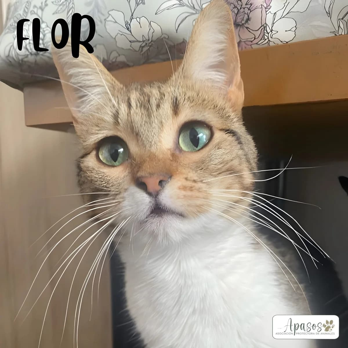 Flor, female 3yo European Shorthair for adoption at Apasos Vitoria