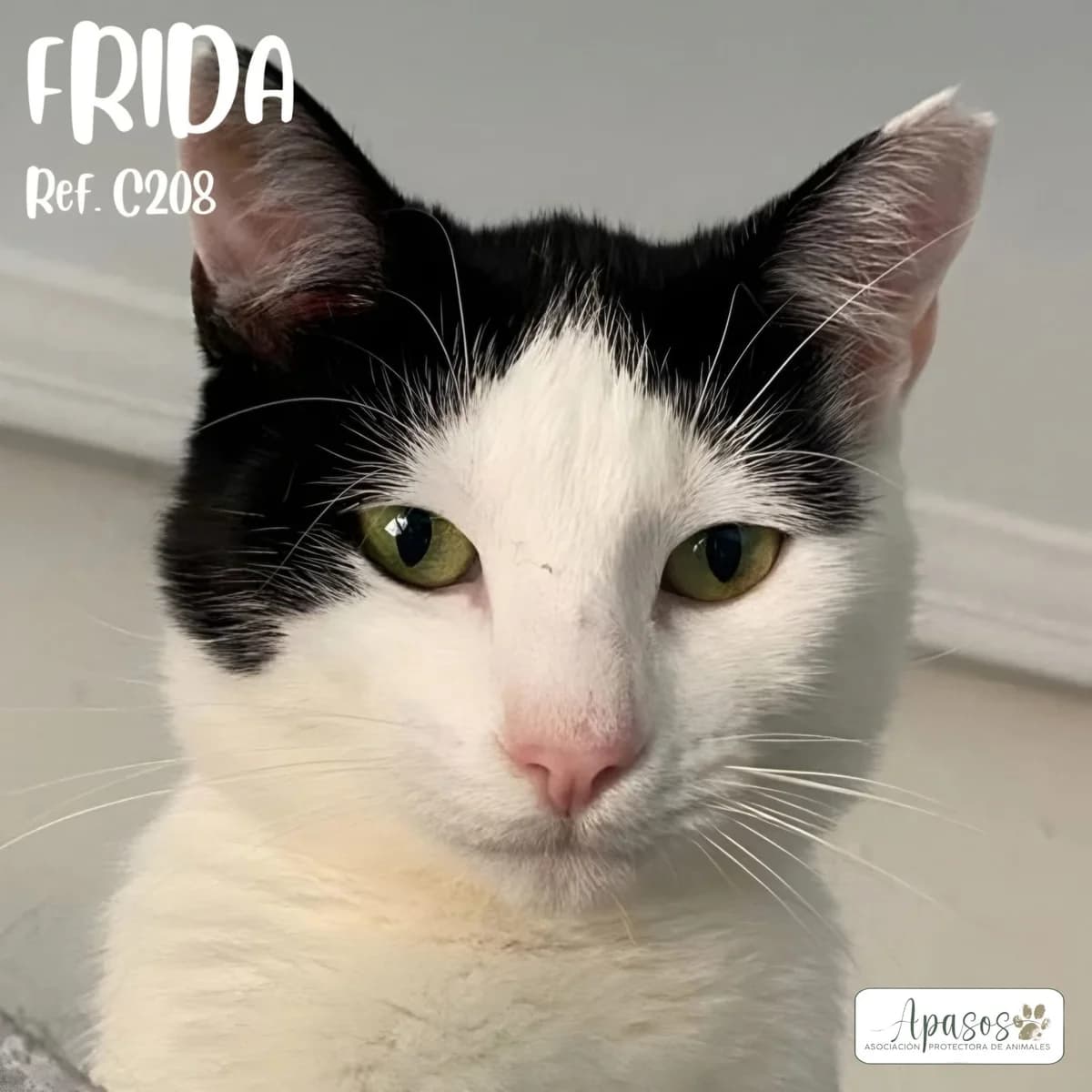 Frida, female 4yo European Shorthair for adoption at Apasos Vitoria