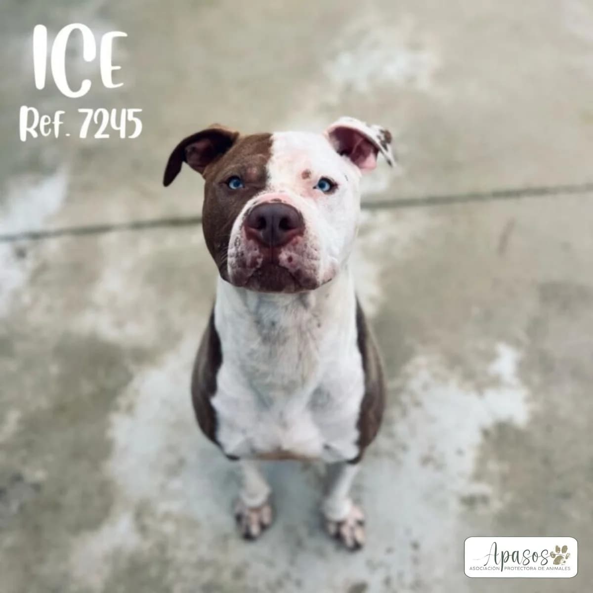 Ice, male 4yo Pit Bull Terrier for adoption at Apasos Vitoria