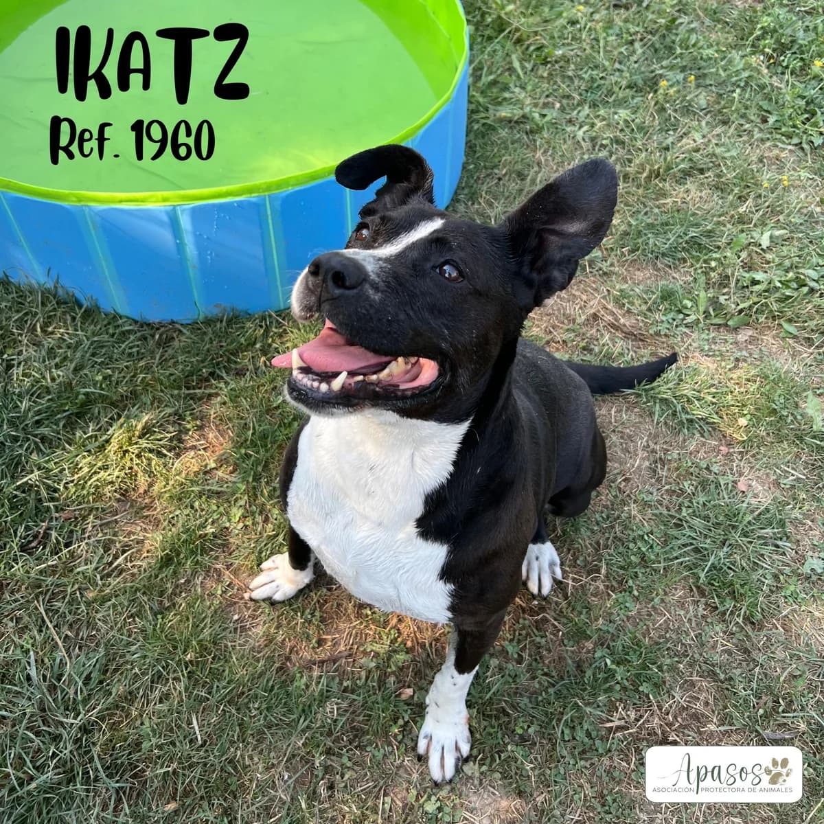 Ikatz, female senior Pit Bull Terrier for adoption at Apasos Vitoria