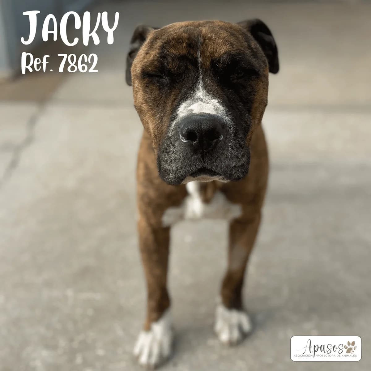 Jacky, male Pit Bull Terrier for adoption at Apasos Vitoria