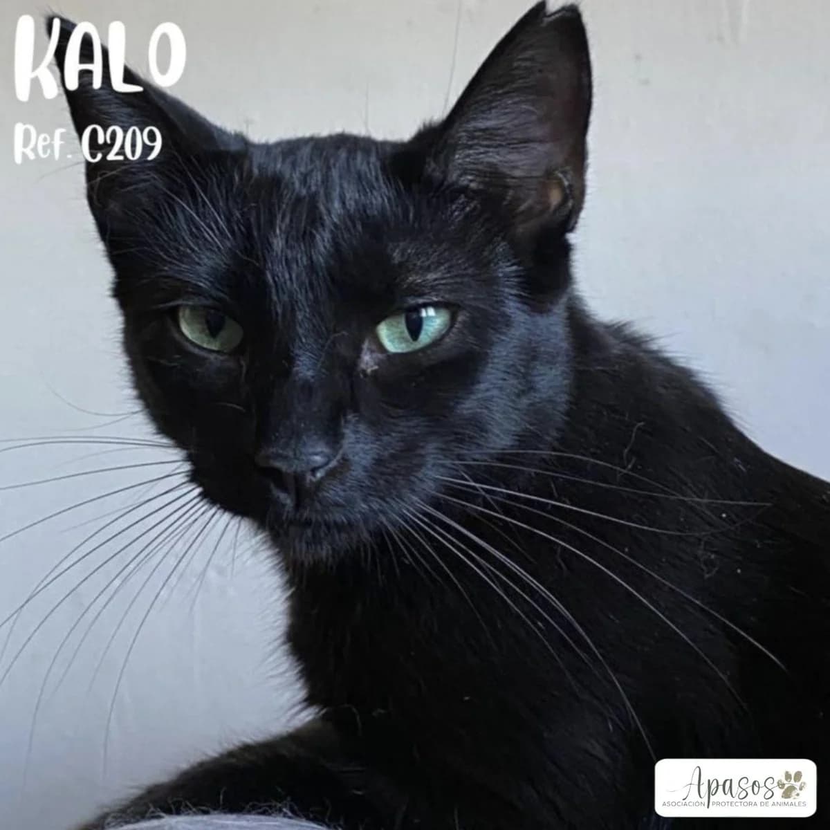 Kalo, male 4yo European Shorthair for adoption at Apasos Vitoria