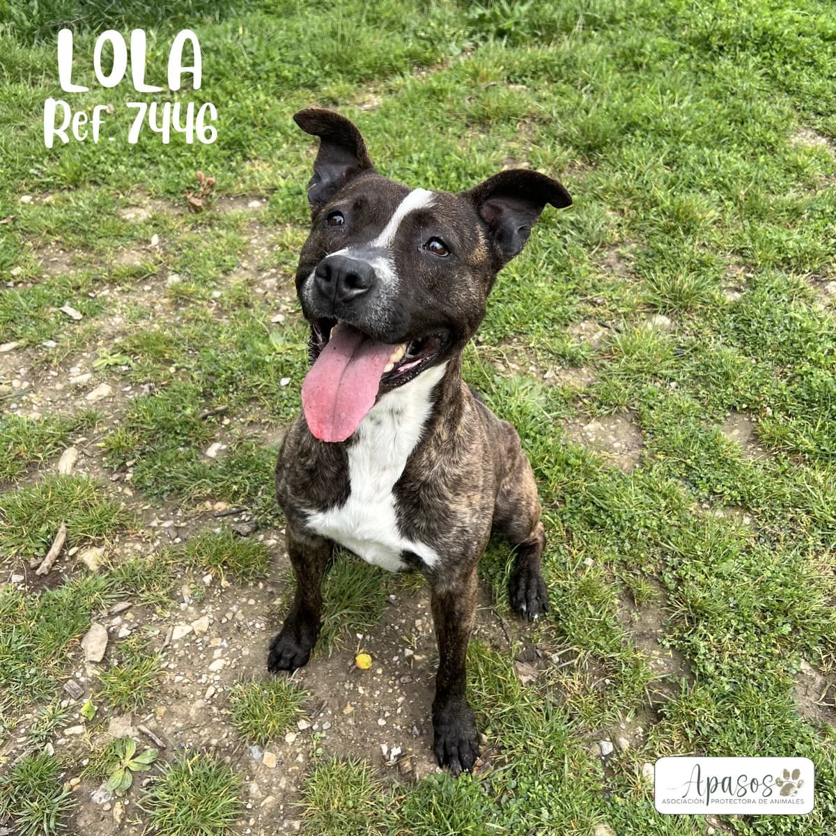 Lola, female 4yo Pit Bull Terrier for adoption at Apasos Vitoria