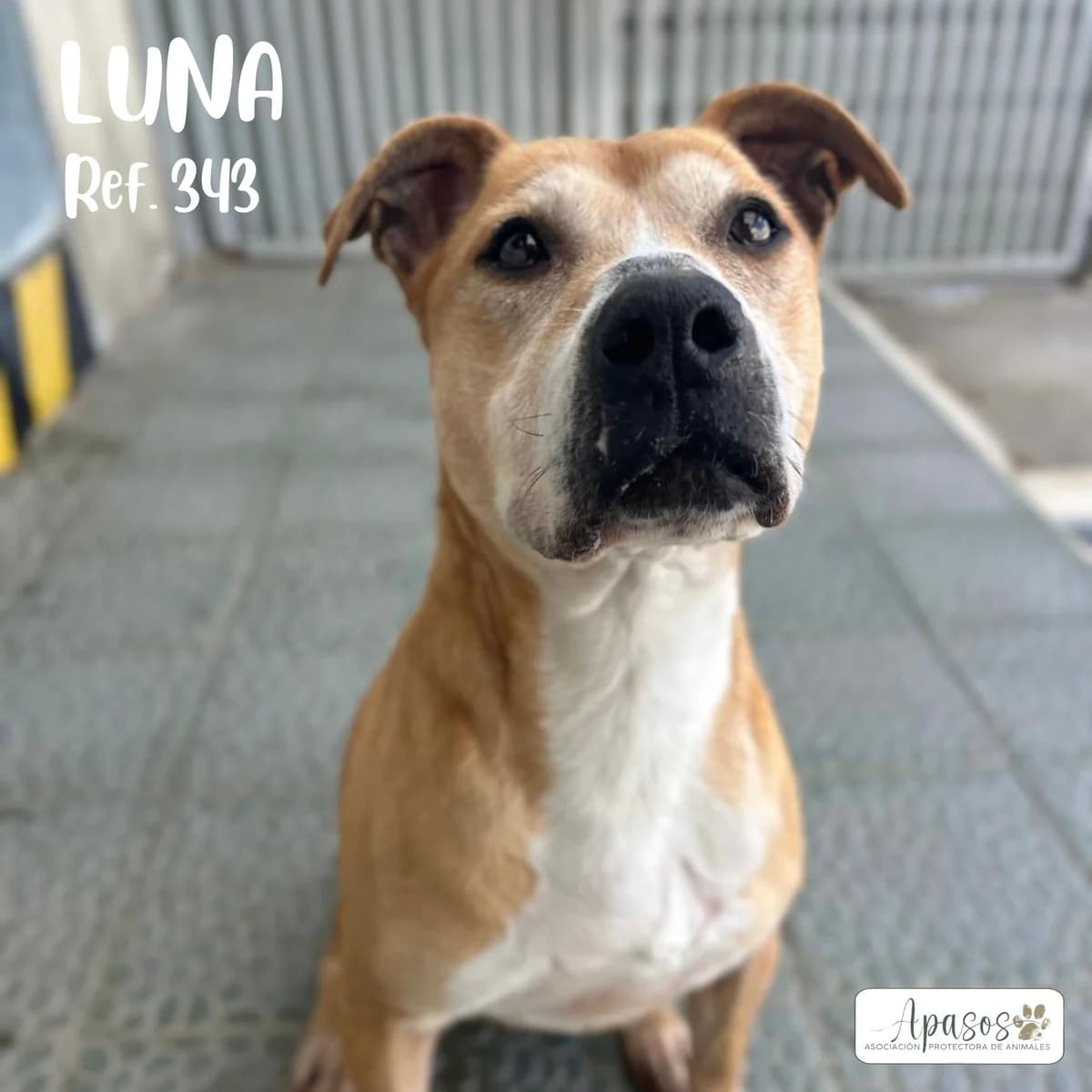 Luna, female senior Pit Bull Terrier for adoption at Apasos Vitoria