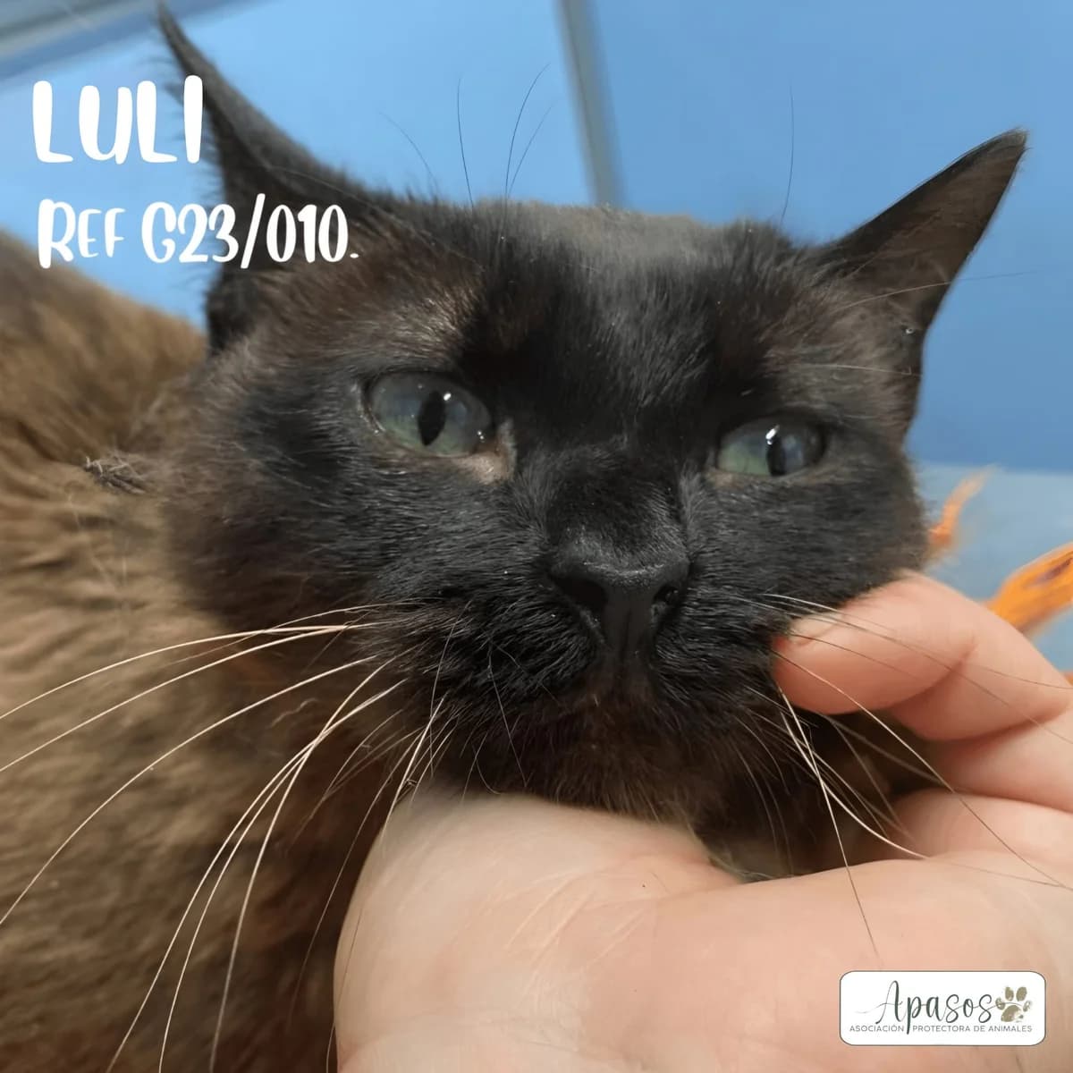 Luli, female 5yo Mixed Breed for adoption at Apasos Vitoria