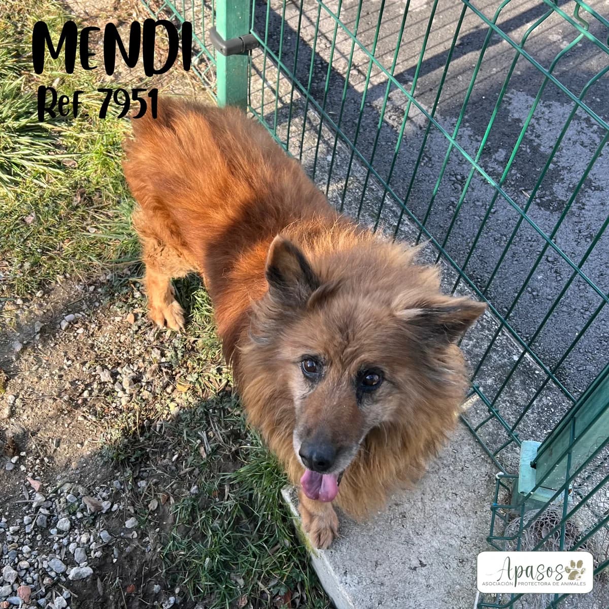 Mendi, male mixed breed for adoption at Apasos Vitoria