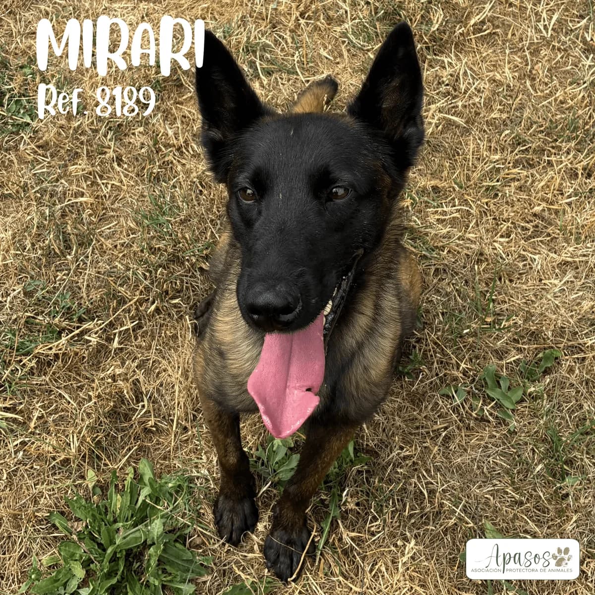 Mirari, female Belgian Malinois for adoption at Apasos Vitoria