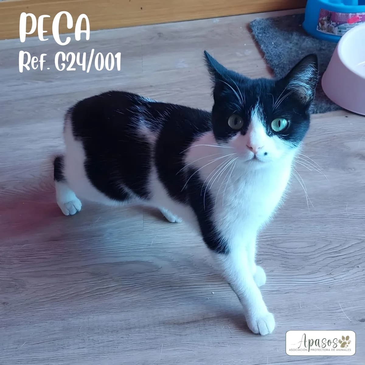 Peca, female Mixed Breed for adoption at Apasos Vitoria