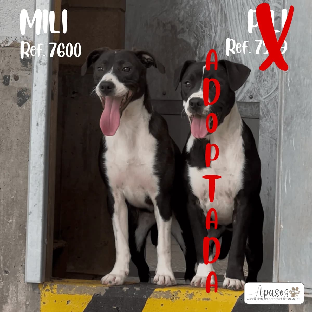Pili Y Mili, female young Mixed Breed for adoption at Apasos Vitoria
