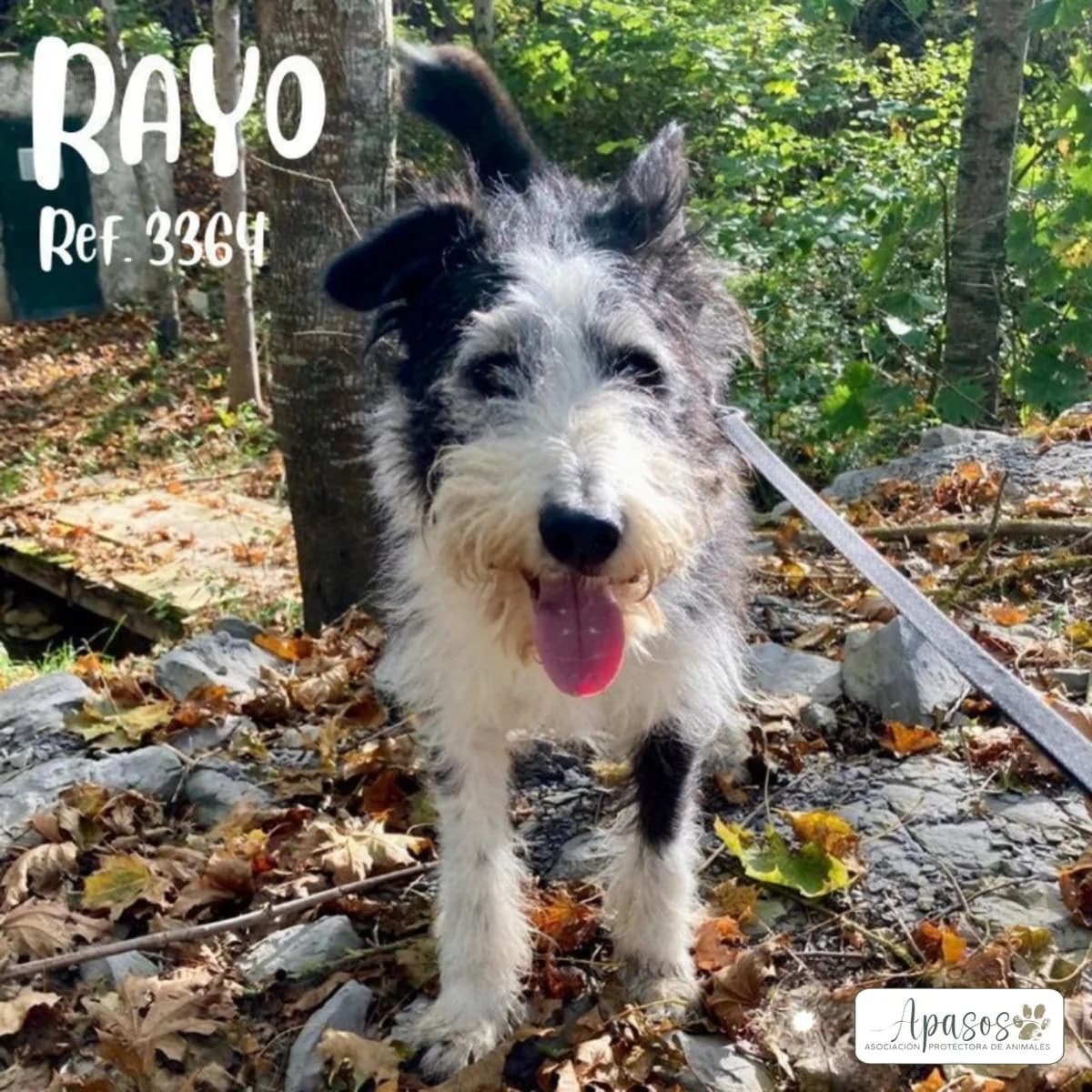 Rayo, male senior Mixed Breed for adoption at Apasos Vitoria