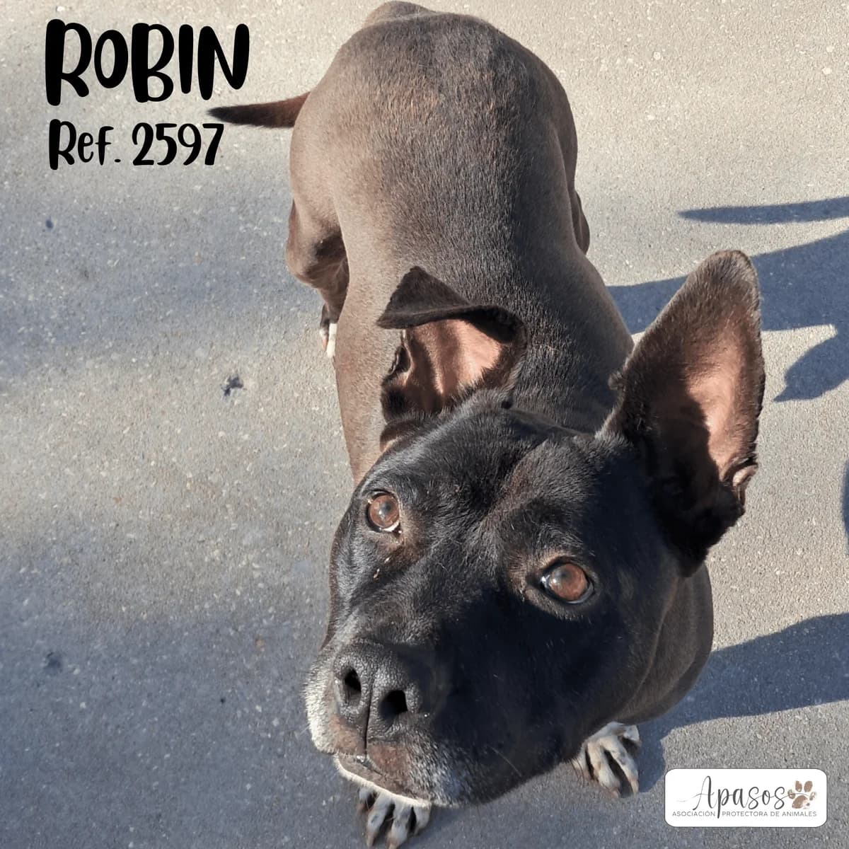 Robin, male senior Pit Bull Terrier for adoption at Apasos Vitoria