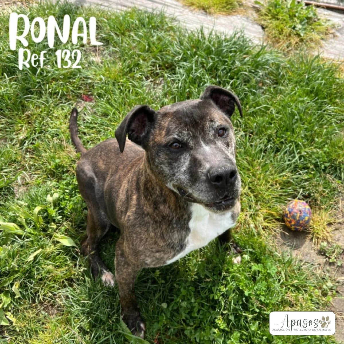 Ronal, male senior Pit Bull Terrier for adoption at Apasos Vitoria