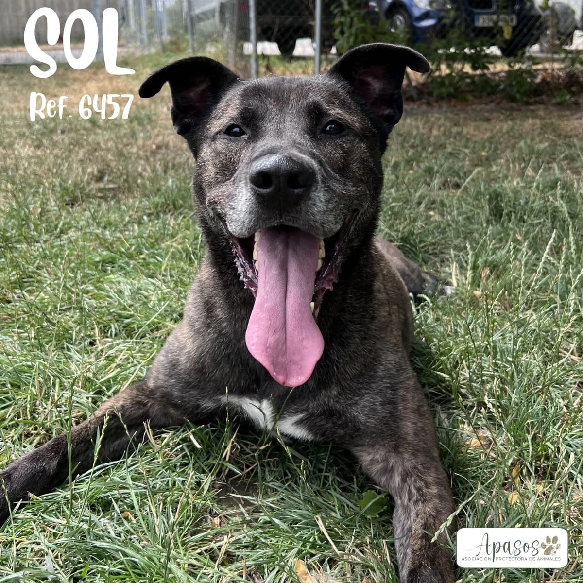 Sol, male 7yo mixed breed for adoption at Apasos Vitoria
