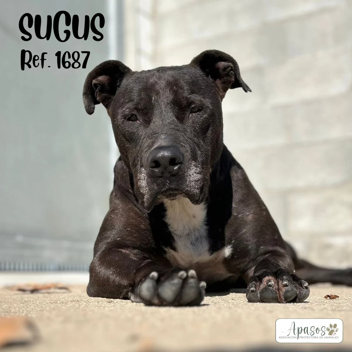 Sugus, male senior Pit Bull Terrier for adoption at Apasos Vitoria