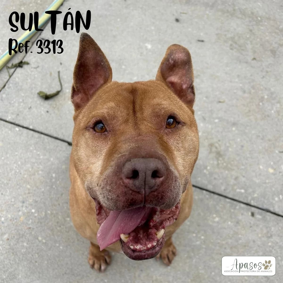 SultΓ‘n, male senior Pit Bull Terrier for adoption at Apasos Vitoria
