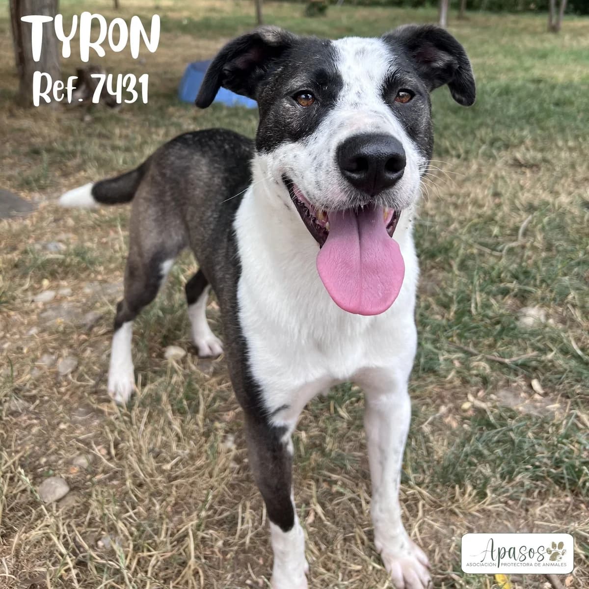 Tyron, male 4yo Mixed Breed for adoption at Apasos Vitoria
