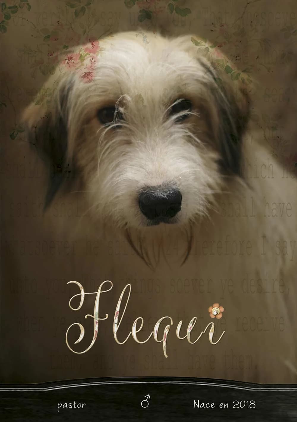 FLEQUI, blanco y crema male 6yo mixed breed for adoption at APATA (Protectora de Animales de Tarazona y el Moncayo), Tarazona (Zaragoza)