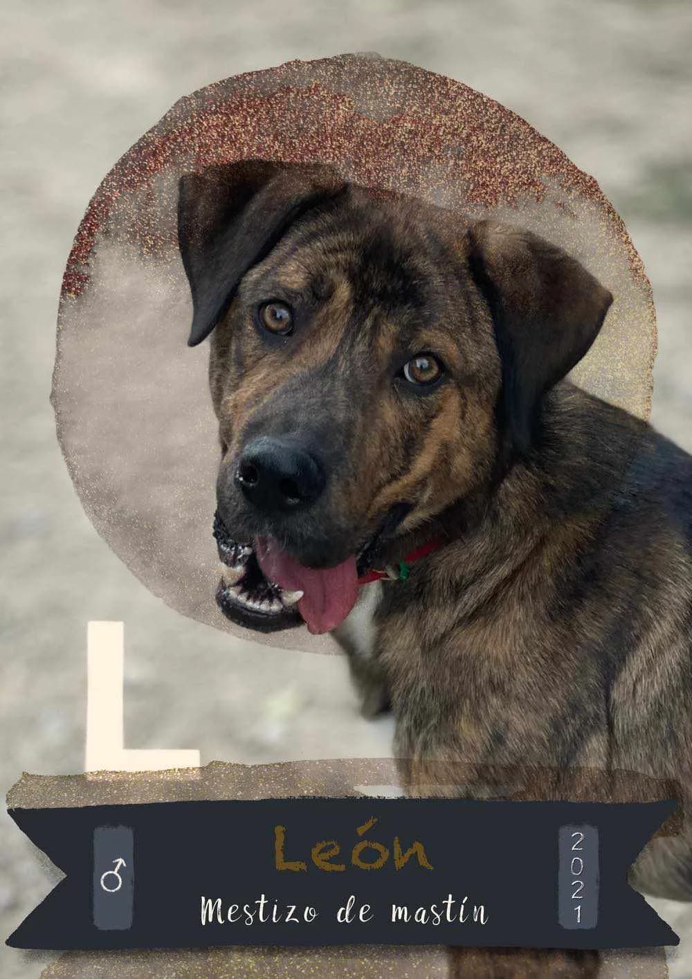 LEÓN, male Spanish Mastiff for adoption at APATA (Protectora de Animales de Tarazona y el Moncayo)