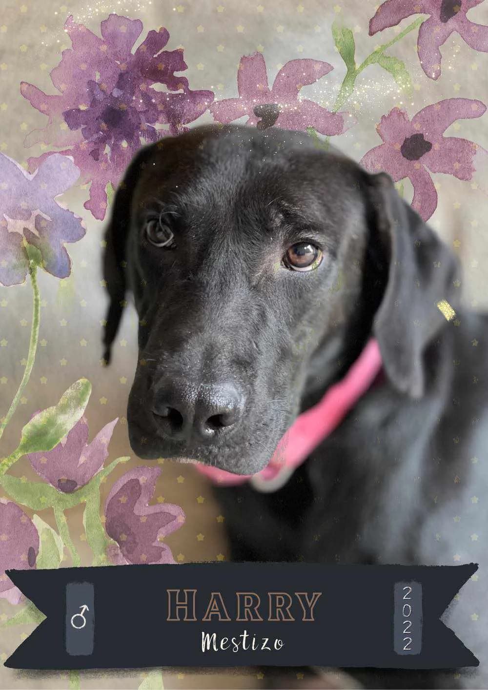 HARRY, male 3yo Mixed Breed for adoption at APATA (Protectora de Animales de Tarazona y el Moncayo), Tarazona (Zaragoza)