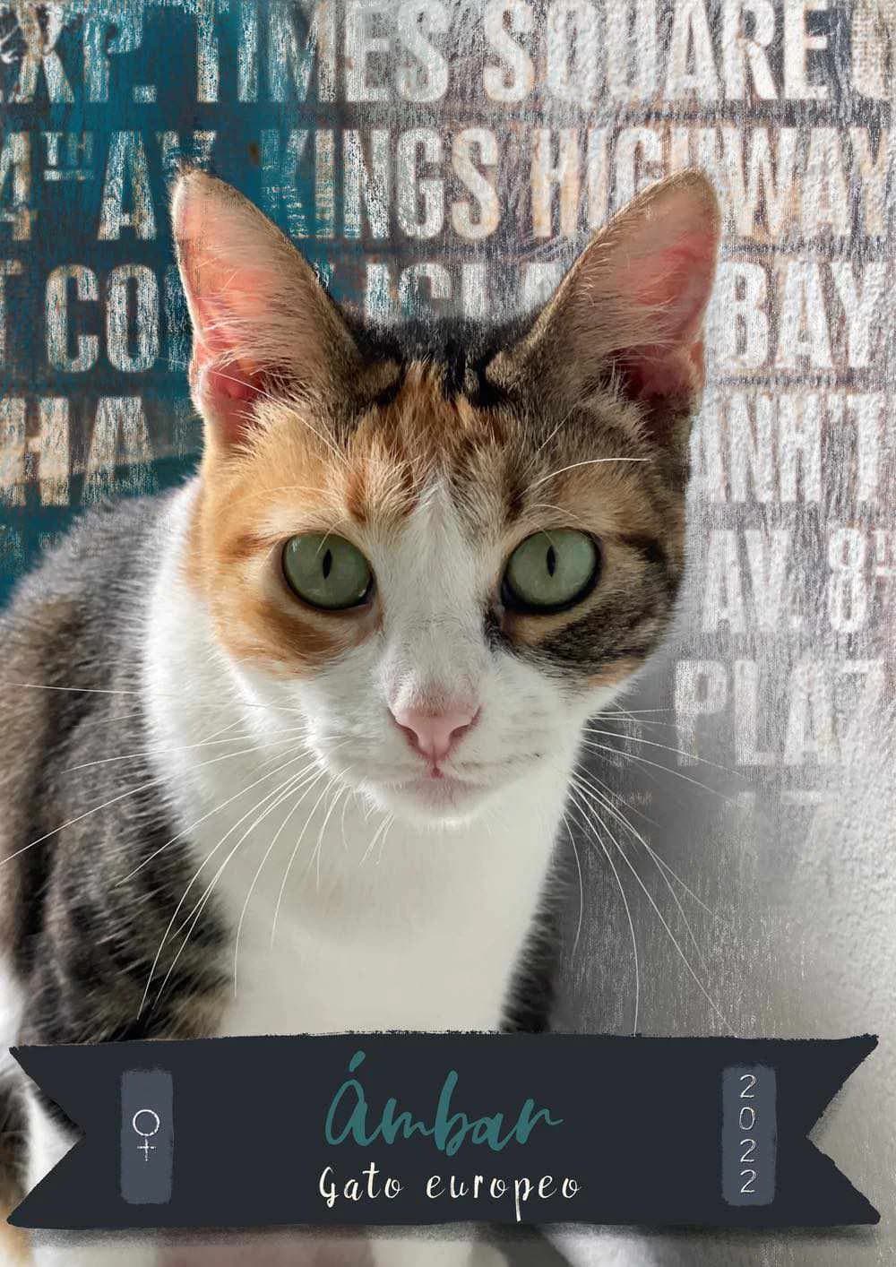 ÁMBAR, female 3yo European Shorthair for adoption at APATA (Protectora de Animales de Tarazona y el Moncayo), Tarazona (Zaragoza)