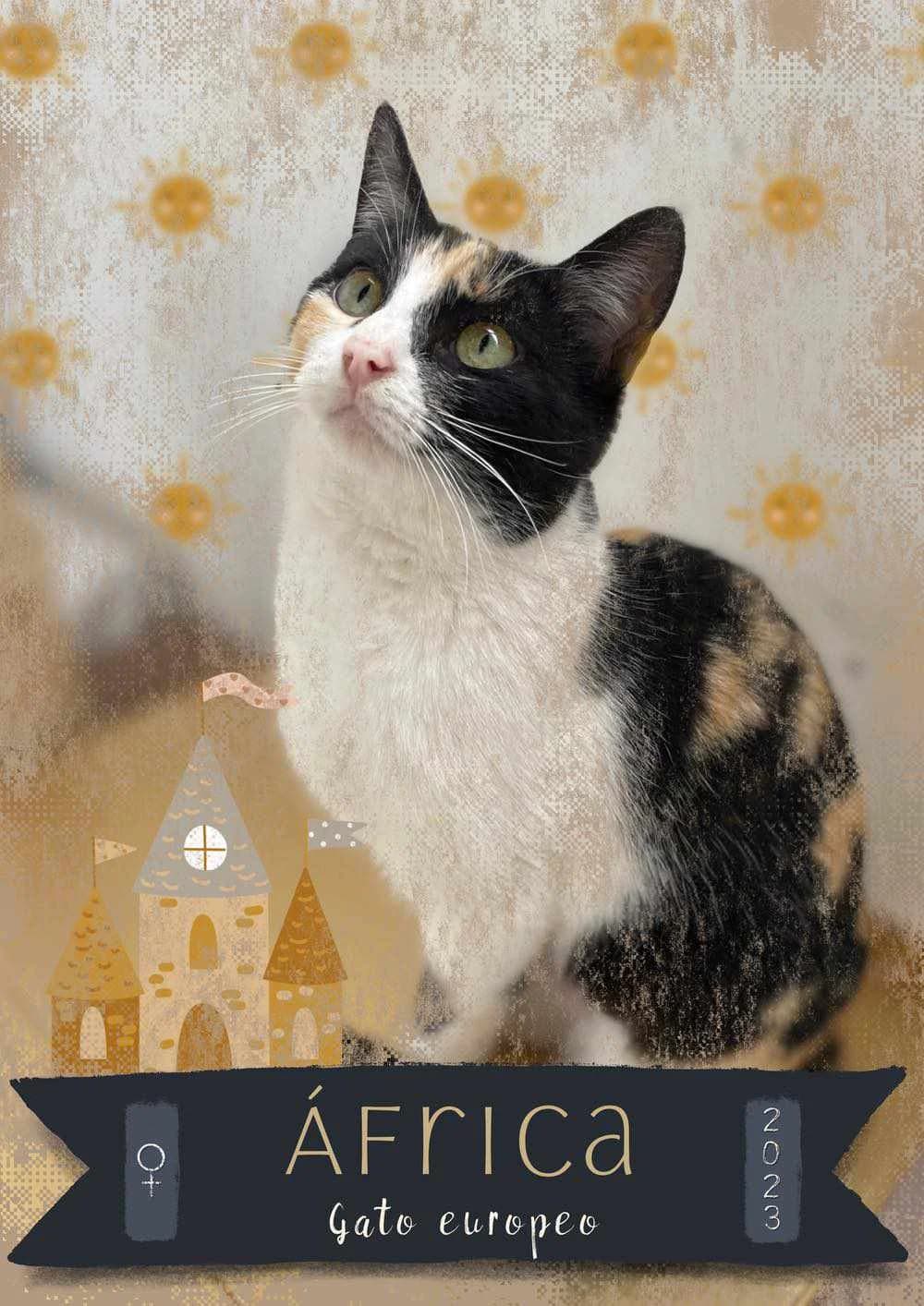 ÁFRICA, female young European Shorthair for adoption at APATA (Protectora de Animales de Tarazona y el Moncayo), Tarazona (Zaragoza)