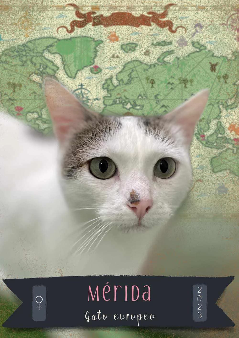 MÉRIDA, female 3yo European Shorthair for adoption at APATA (Protectora de Animales de Tarazona y el Moncayo), Tarazona (Zaragoza)
