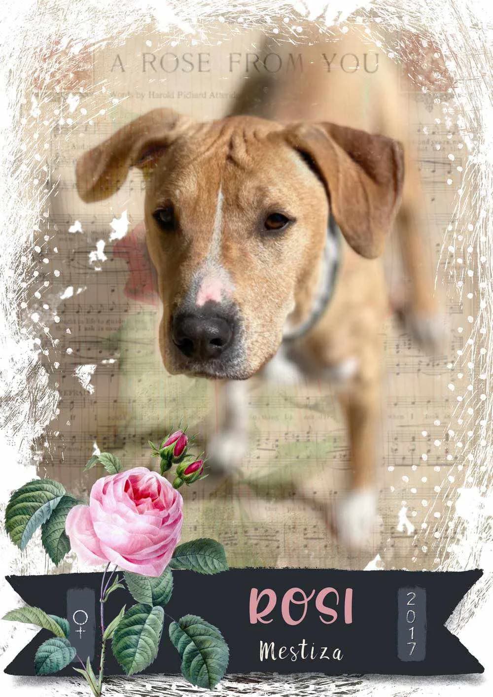 ROSI, perra mestiza está en adopción en Tarazona (Zaragoza), female young Mixed Breed for adoption at APATA (Protectora de Animales de Tarazona y el Moncayo), Tarazona (Zaragoza)