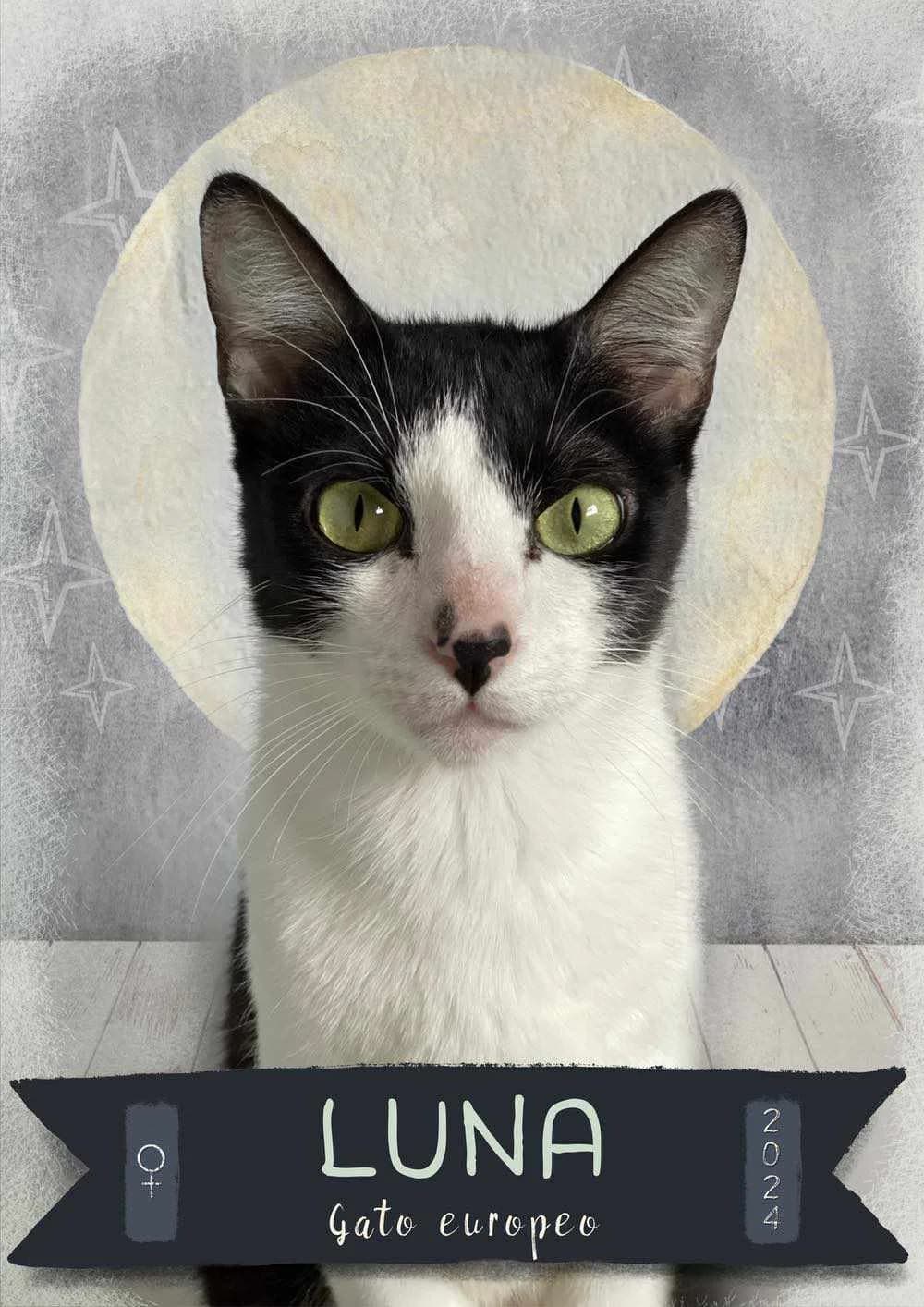 LUNA, gata blanca y negra está en adopción en Tarazona (Zaragoza), blanco y negro female young European Shorthair for adoption at APATA (Protectora de Animales de Tarazona y el Moncayo), Tarazona (Zaragoza)