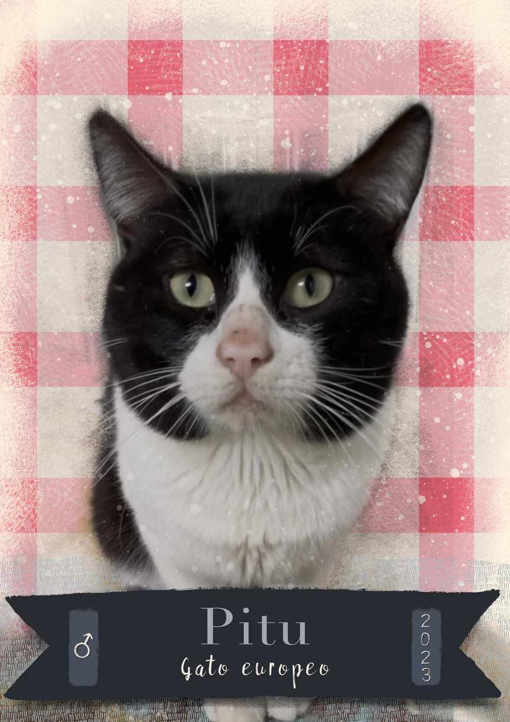 PITU, gato blanco y negro está en adopción en Tarazona (Zaragoza), blanco y negro male young European Shorthair for adoption at APATA (Protectora de Animales de Tarazona y el Moncayo), Tarazona (Zaragoza)