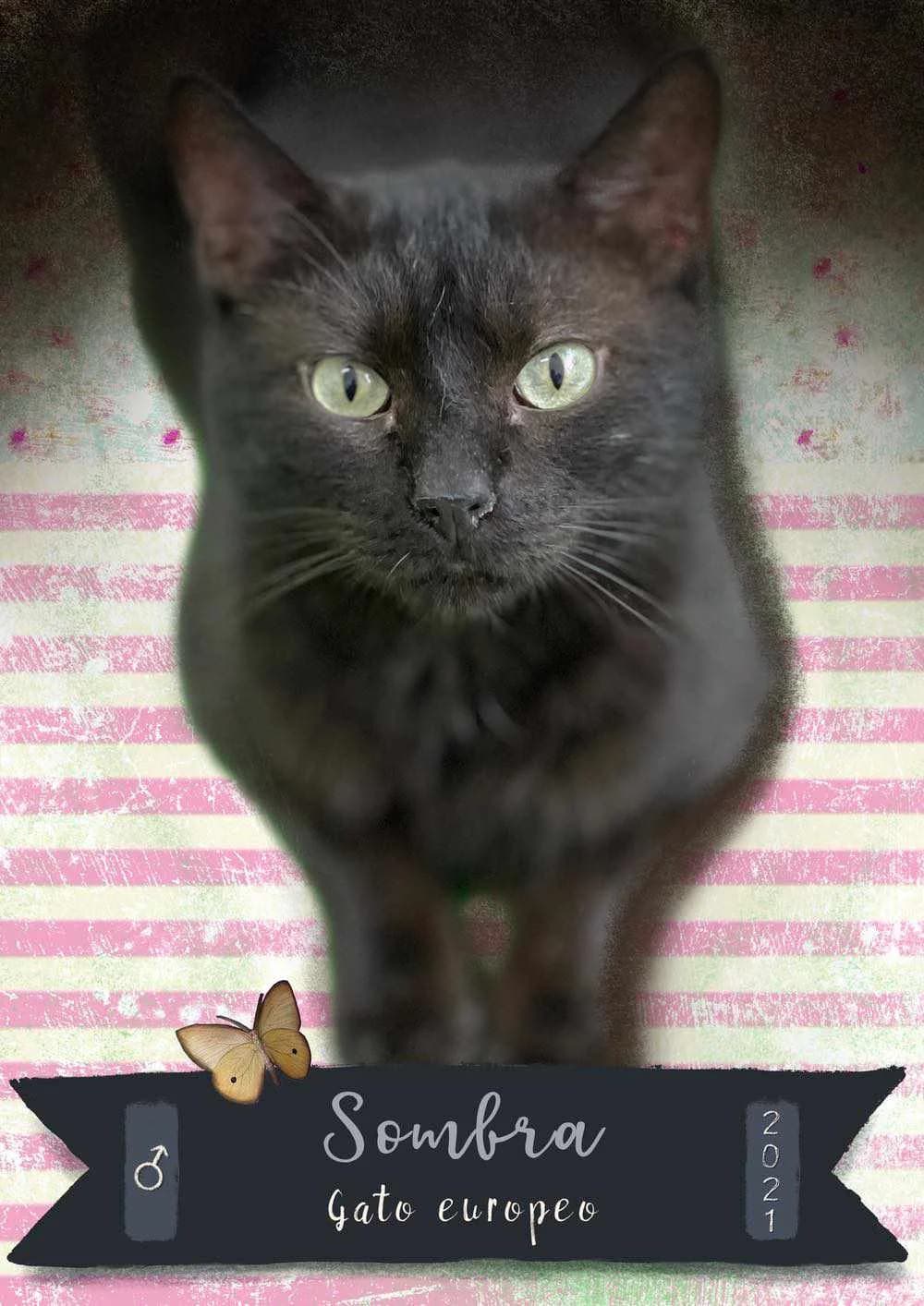 SOMBRA, gato negro está en adopción en Tarazona (Zaragoza), male 3yo European Shorthair for adoption at APATA (Protectora de Animales de Tarazona y el Moncayo), Tarazona (Zaragoza)