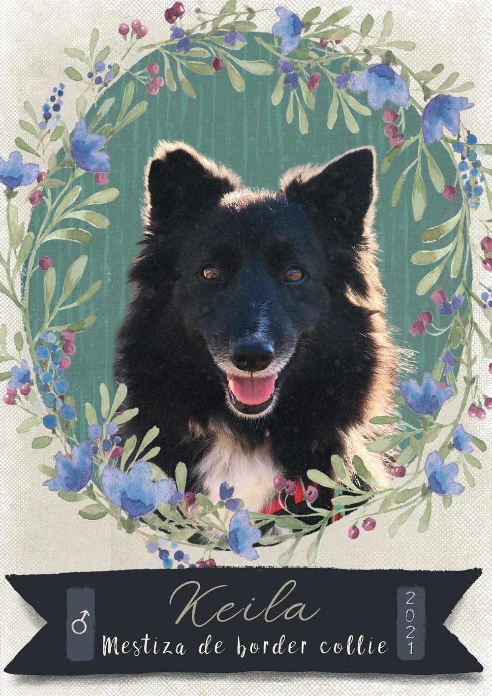 KEILA, perra mestiza está en adopción en Tarazona (Zaragoza), megra y blanca female 4yo Border Collie for adoption at APATA (Protectora de Animales de Tarazona y el Moncayo), Tarazona (Zaragoza)