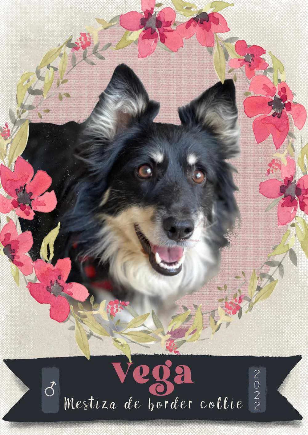 VEGA, perra mestiza está en adopción en Tarazona (Zaragoza), negra y blanca female 4yo Border Collie for adoption at APATA (Protectora de Animales de Tarazona y el Moncayo), Tarazona (Zaragoza)