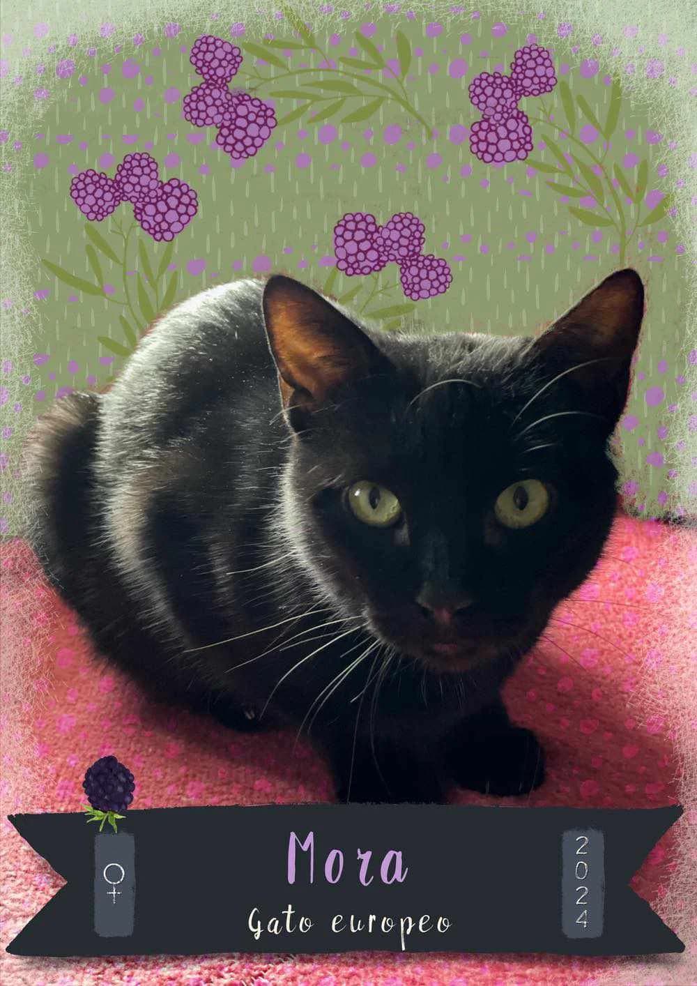 MORA, gata negra en adopción en Tarazona (Zaragoza), male young European Shorthair for adoption at APATA (Protectora de Animales de Tarazona y el Moncayo), Tarazona (Zaragoza)