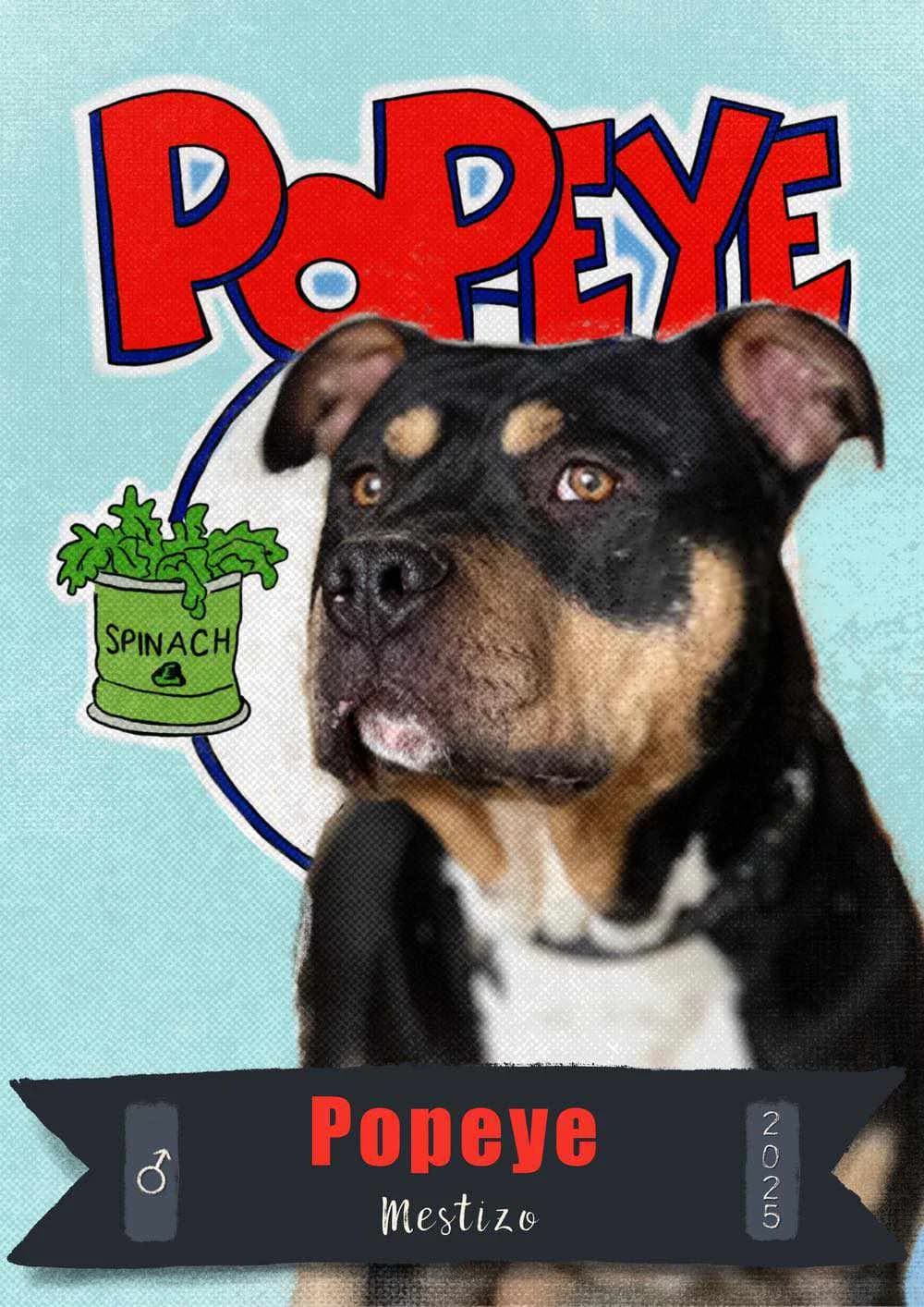 POPEYE, perro mestizo en adopción en Tarazona (Zaragoza), male puppy Mixed Breed for adoption at APATA (Protectora de Animales de Tarazona y el Moncayo), Tarazona (Zaragoza)