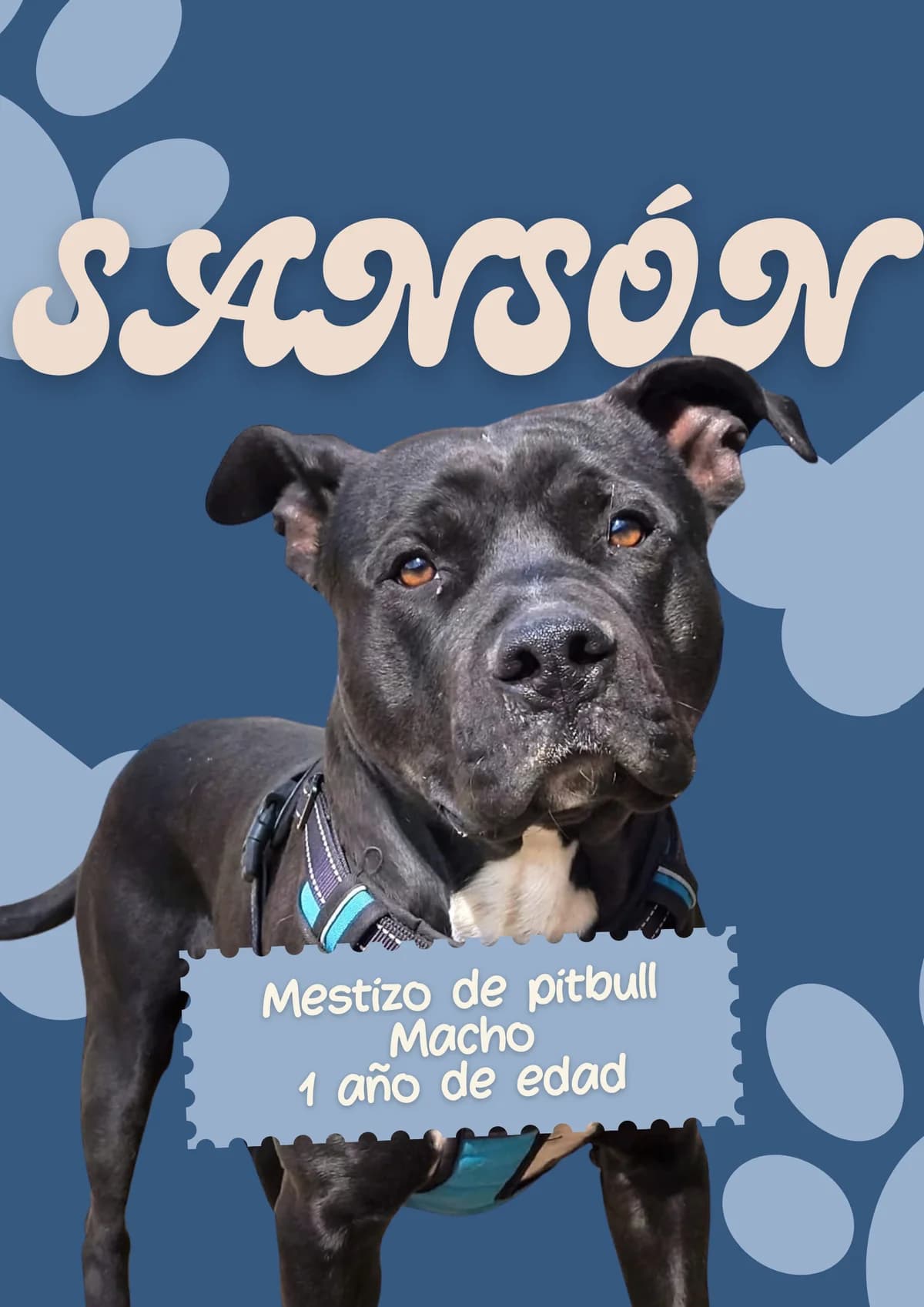SANSÓN , perro mestizo en adopción en Tarazona (Zaragoza), male young Pit Bull Terrier for adoption at APATA (Protectora de Animales de Tarazona y el Moncayo), Tarazona (Zaragoza)