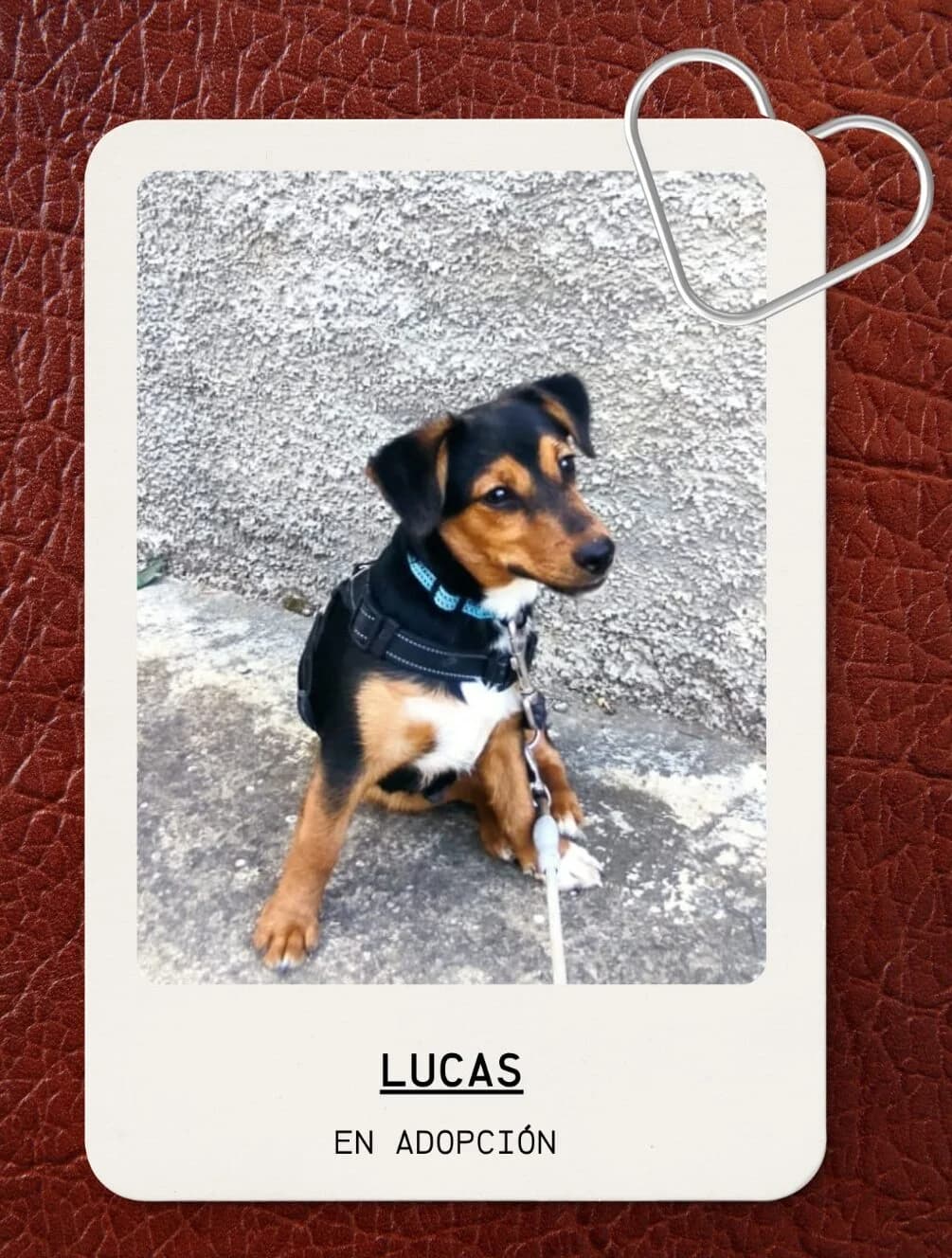 LUCAS , perro mestizo en adopción en Tarazona (Zaragoza), marrón male puppy Mixed Breed for adoption at APATA (Protectora de Animales de Tarazona y el Moncayo), Tarazona (Zaragoza)