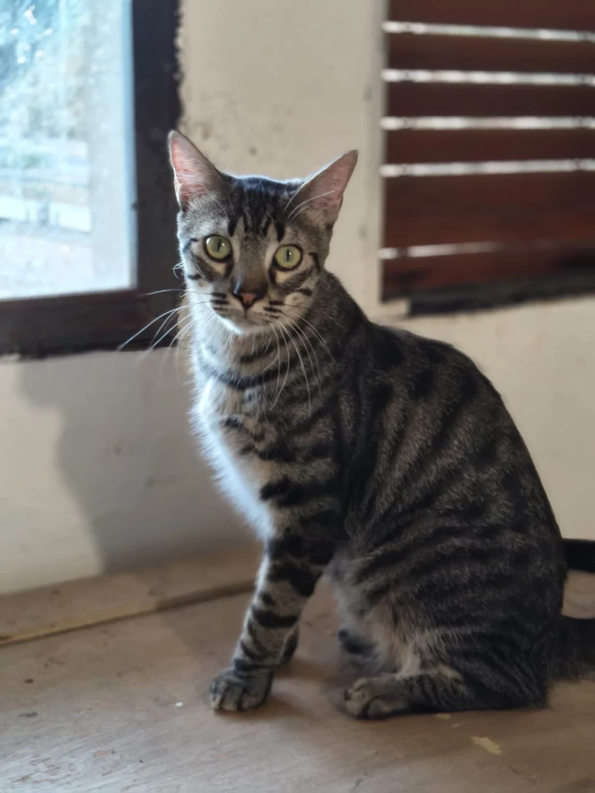 MORROTI, gato en adopción en Tarazona, male young European Shorthair for adoption at APATA (Protectora de Animales de Tarazona y el Moncayo), Tarazona (Zaragoza)