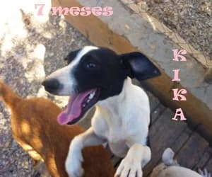 Kika, Mixed Breed for adoption at Asociación Aprenda a Quererlos