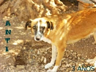 Anti, Mixed Breed for adoption at Asociación Aprenda a Quererlos